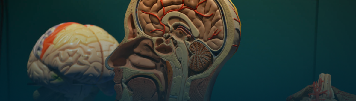 brain model